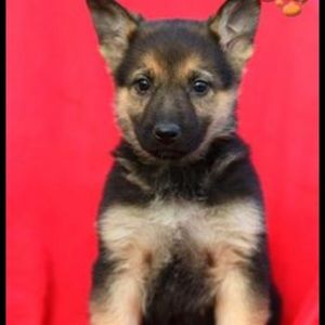 Meet your Posher, Audrey